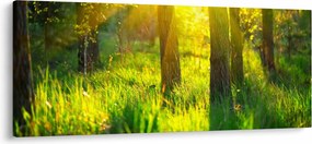 Tablou - Trezirea de primăvară a pădurii (120x50 cm)