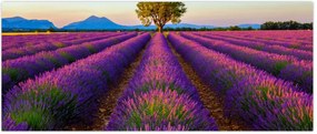 Tablou - Câmp de lavandă (120x50 cm)