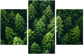 Tablou - Pădure (90x60 cm)