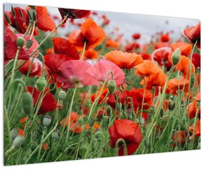 Tablou din câmp cu maci (90x60 cm)