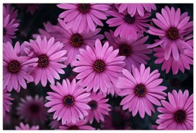 Tablou cu florile roz (90x60 cm)