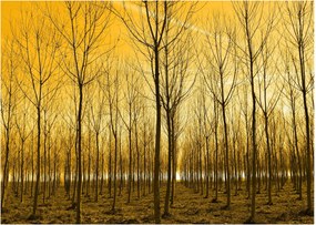 Tablou cu pădure în apus de soare (70x50 cm)