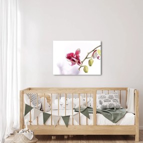 Tablou cu floarea de orhidee (70x50 cm)