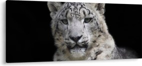 Tablou - Snow Leopard (120x50 cm)