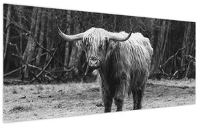 Tablou - Vacă scoțiană 3,alb-negru (120x50 cm)