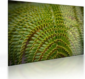 Tablou pe sticlă - Fern (70x50 cm)