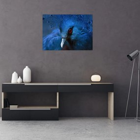 Tablou - Porumbel încoronat (70x50 cm)