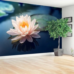 Fototapet Lotus Flower Pond
