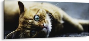 Tablou cu pisica (120x50 cm)