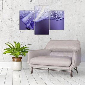 Tablou - Petală cu picături (90x60 cm)