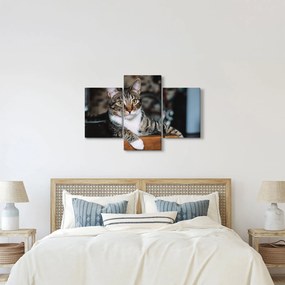 Tablou cu pisica (90x60 cm)