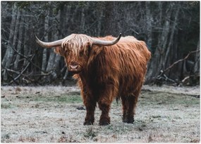 Tablou - Vacă scoțiană 2 (70x50 cm)