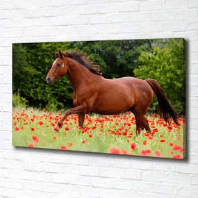 Print pe canvas Cal în domeniul maci