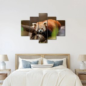 Tablou cu panda roșie (150x105 cm)