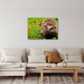 Tablou pe sticlă cu arici (70x50 cm)
