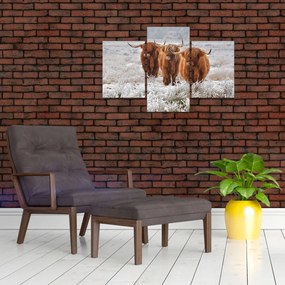 Tablou - Vaci scoțiene (90x60 cm)
