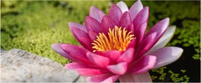 Tablou - Lotus (120x50 cm)