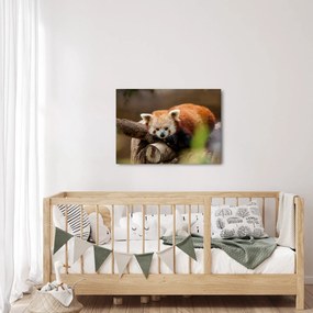 Tablou cu panda roșie (70x50 cm)