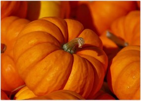 Tablou - Dovleci mari (70x50 cm)