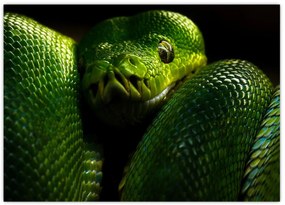 Tablou pe sticlă - Șarpele verde (70x50 cm)