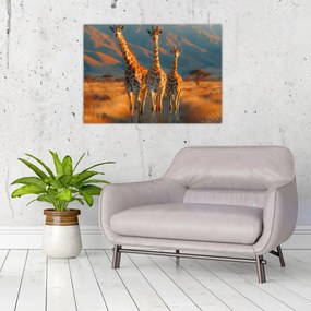 Tablou - Girafe pe pășune (70x50 cm)