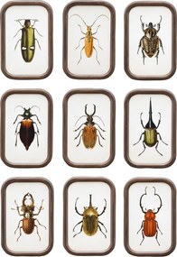 Set 9 tablouri cu insecte, cu rama din lemn de pin, Insects