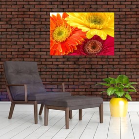 Tablou - Flori Gerbery (90x60 cm)