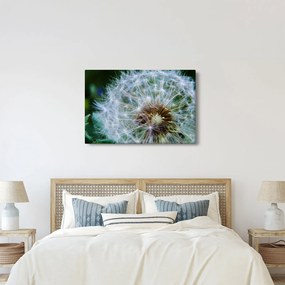 Tabloul cu păpădie desflorit (90x60 cm)