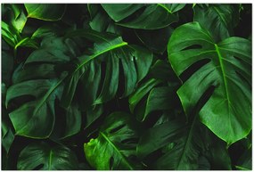 Tablou cu frunze Monstery (90x60 cm)