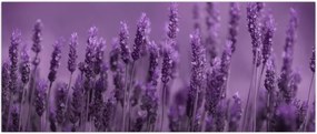 Tablou - Lavanda (120x50 cm)