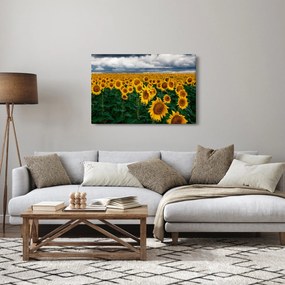 Tablou câmpului de floarea soarelui (90x60 cm)