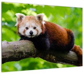 Tablou pe sticlă cu panda roșie (70x50 cm)