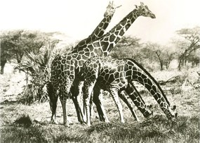 Tablou - Girafe, de epocă (70x50 cm)