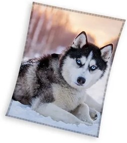 Câine Husky pătură coral fleece 150x200cm