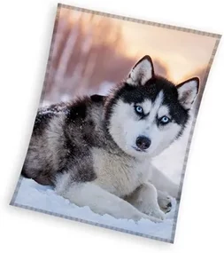 Câine Husky pătură coral fleece 150x200cm