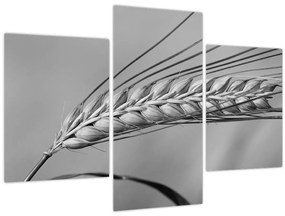 Tablou - Grâu,alb-negru (90x60 cm)