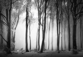 Fototapet - Pădure întunecată cu un lup (147x102 cm)