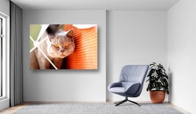 Tablouri Canvas Animale - Pisica portocalie