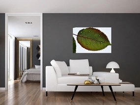 Tablou - Frunze de trandafir (90x60 cm)