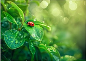 Tablou pe sticlă - Buburuza (70x50 cm)
