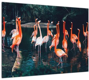 Tablou pe sticlă - turmă de flamingo (70x50 cm)