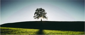 Tablou cu natura - copac (120x50 cm)