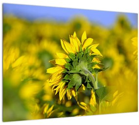Tablou pe sticlă cu floarea soarelui (70x50 cm)