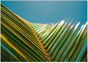 Tablou - Frunze de palmier (70x50 cm)