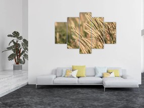 Tablou - Cereale (150x105 cm)