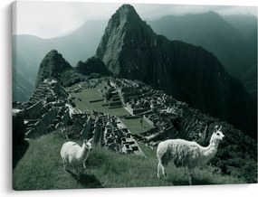 Tablou - Lamas la Machu Picchu în Peru (70x50 cm)