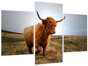 Tablou - Vaci scoțiene (90x60 cm)