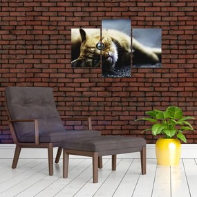 Tablou cu pisica (90x60 cm)