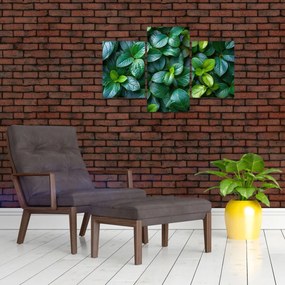 Tablou - Plante verzi (90x60 cm)