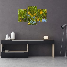 Tablou - Lămâiță (90x60 cm)